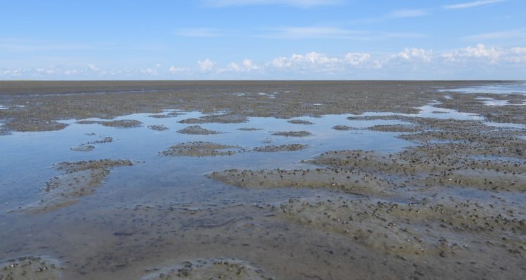 Die Wattkartierung: Was lebt in Schlick und Sand?