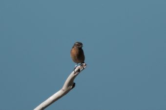 Weibliches Schwarzkehlchen (Saxicola rubicola / European Stonechat) mit Farbring am Bein, beringt in Schottland, jetzt auf der Insel Trischen.